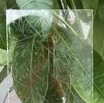 Can Misty Glass be used for windows?